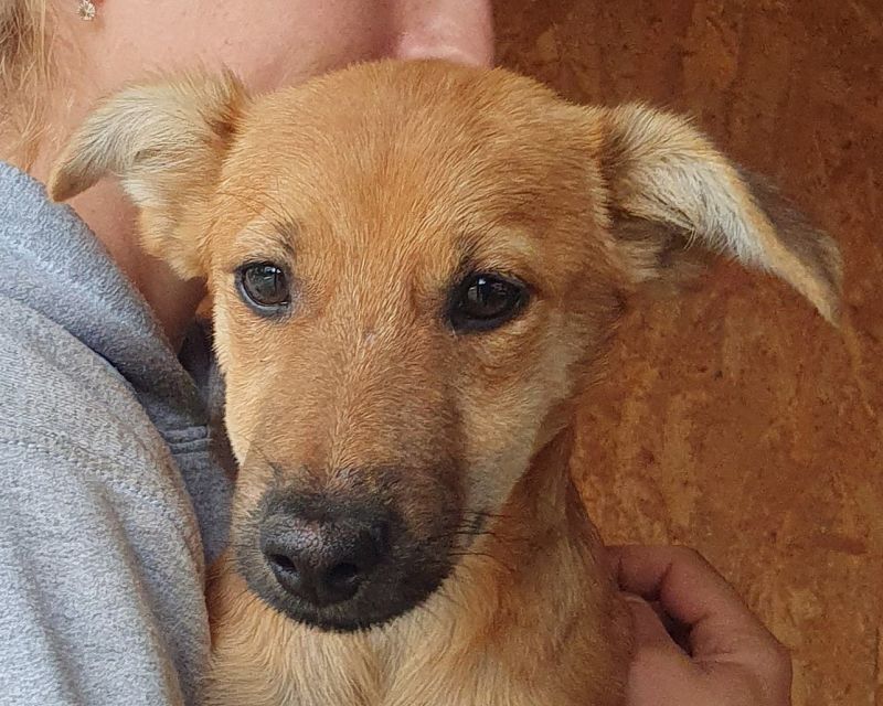 DAISY (♀) - reserviert TST (SAS 26.10.)