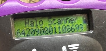 CHICKPEA (♀) – Bild 7