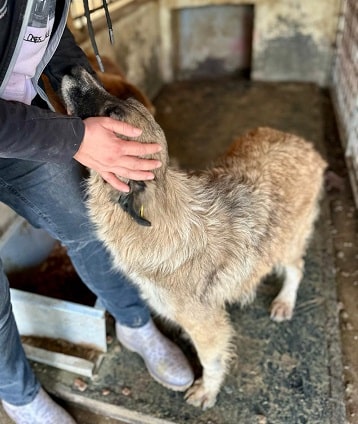 CHICKPEA (♀) – Bild 2