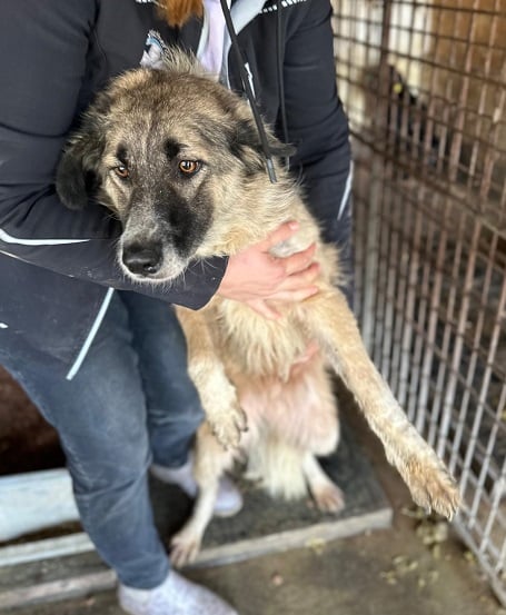 CHICKPEA (♀) – Bild 3