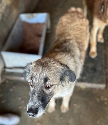 CHICKPEA (♀) – Bild 5