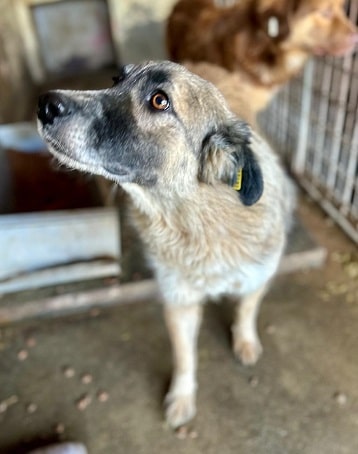 CHICKPEA (♀) – Bild 4