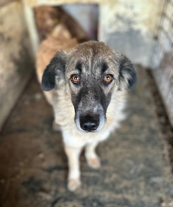 CHICKPEA (♀) – Bild 6