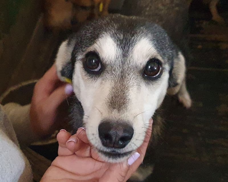 FRITZY (♀) - reserviert TST (SAS 27.10.)