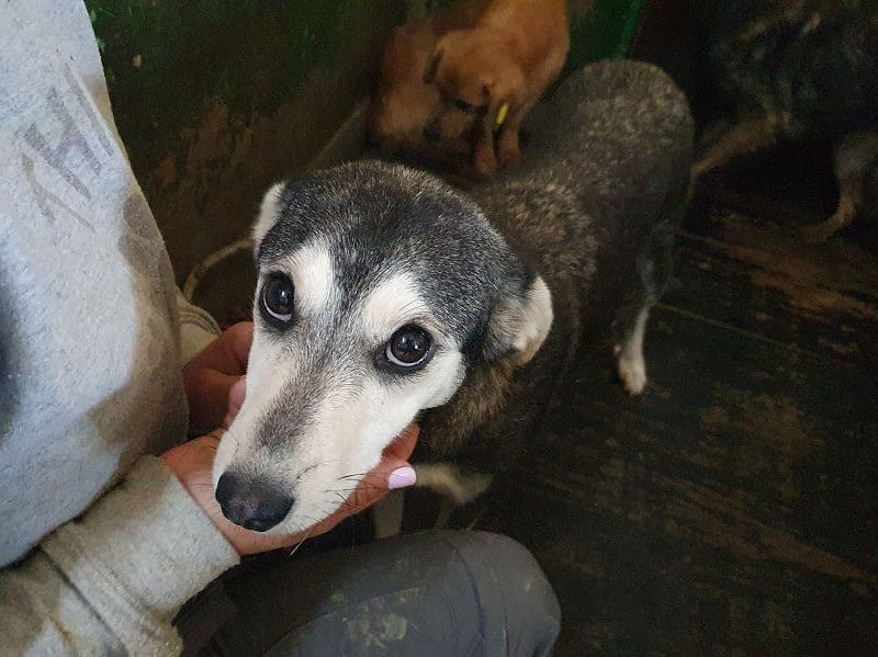 FRITZY (♀) - reserviert TST (SAS 27.10.) – Bild 3