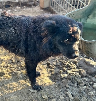 SIMA (♀) – Bild 7