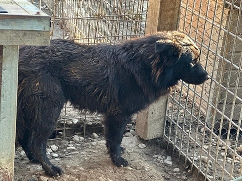 SIMA (♀) – Bild 6