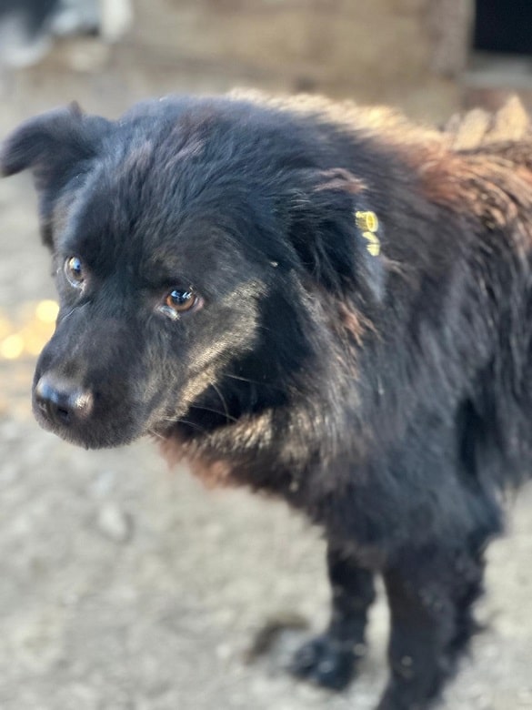 SIMA (♀) – Bild 5