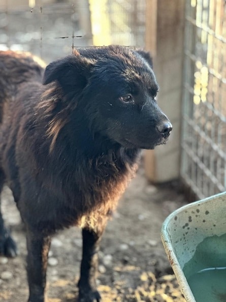 SIMA (♀) – Bild 4