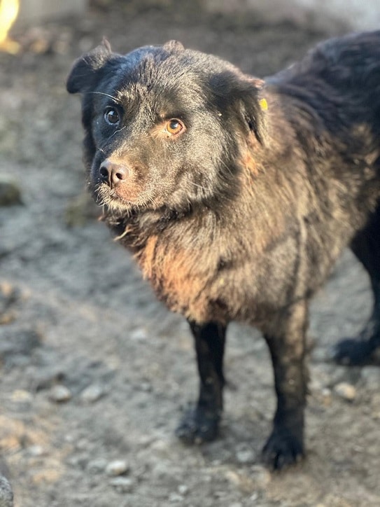 SIMA (♀) – Bild 3