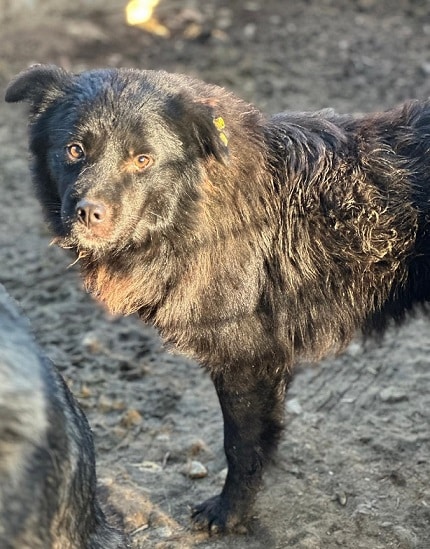 SIMA (♀) – Bild 2