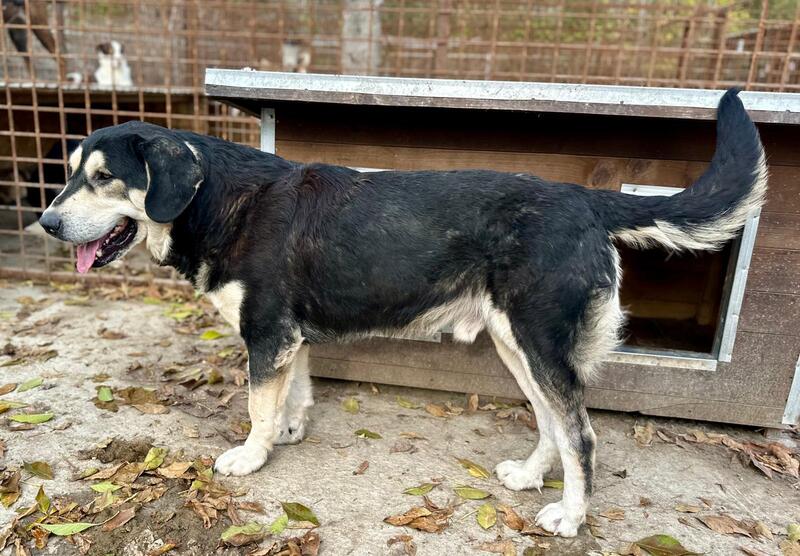 ERNESTO (♂) – Bild 2