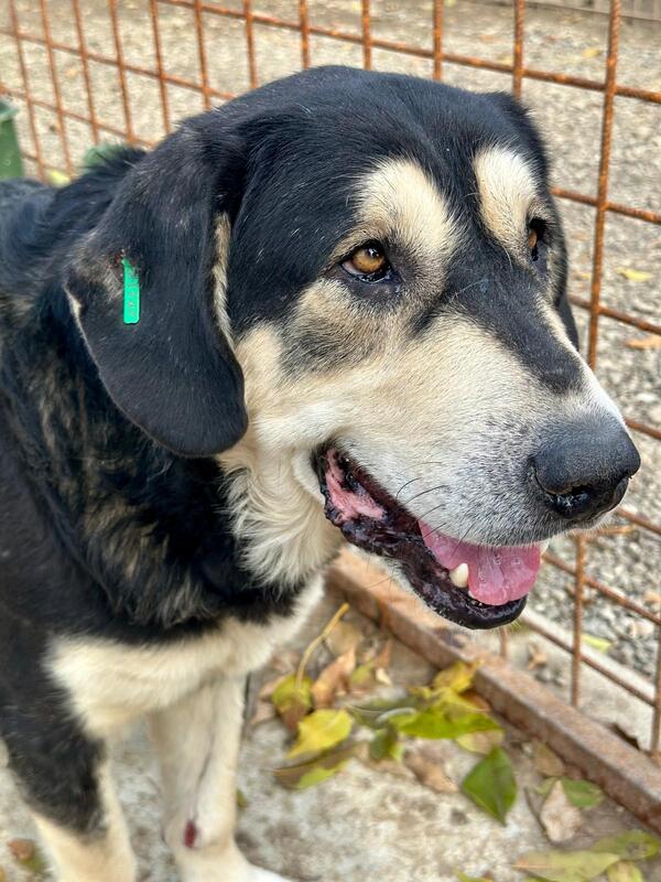 ERNESTO (♂) – Bild 4