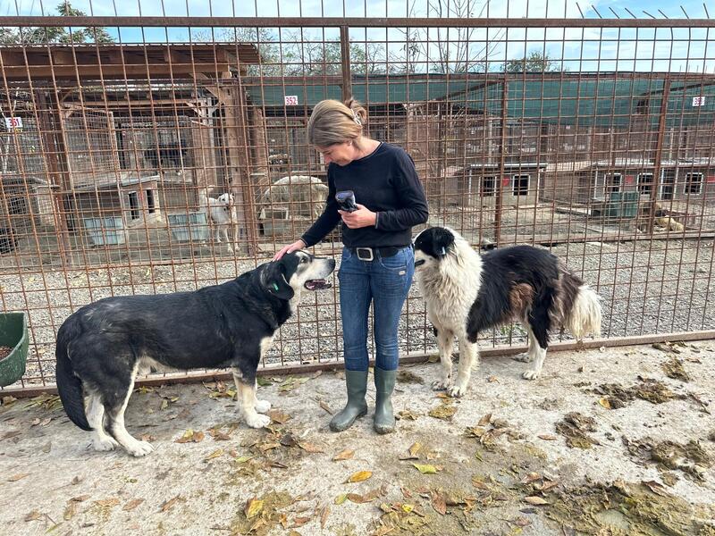 ERNESTO (♂) – Bild 5