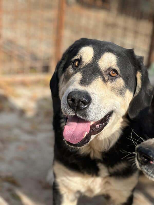 ERNESTO (♂) – Bild 6