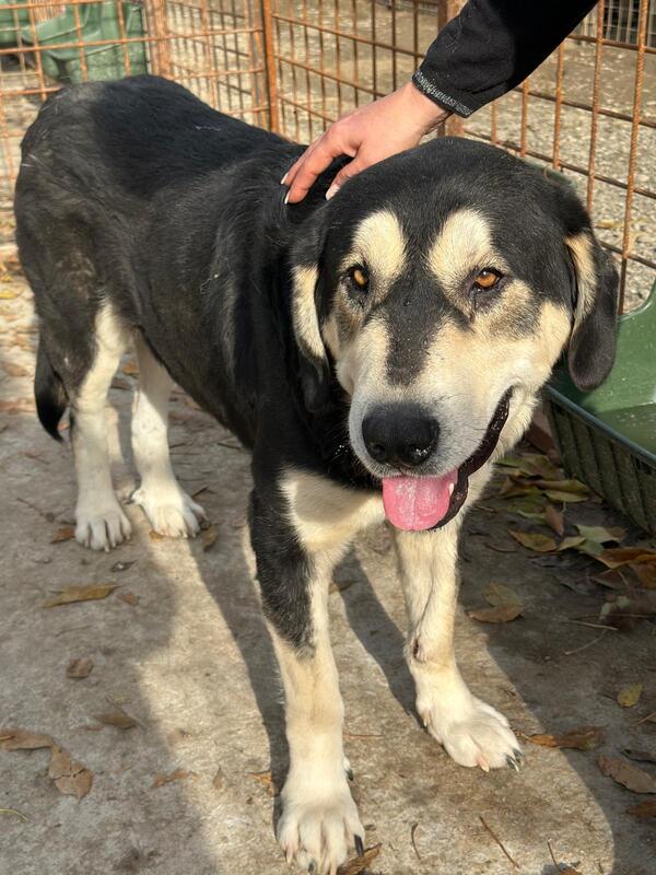 ERNESTO (♂) – Bild 7