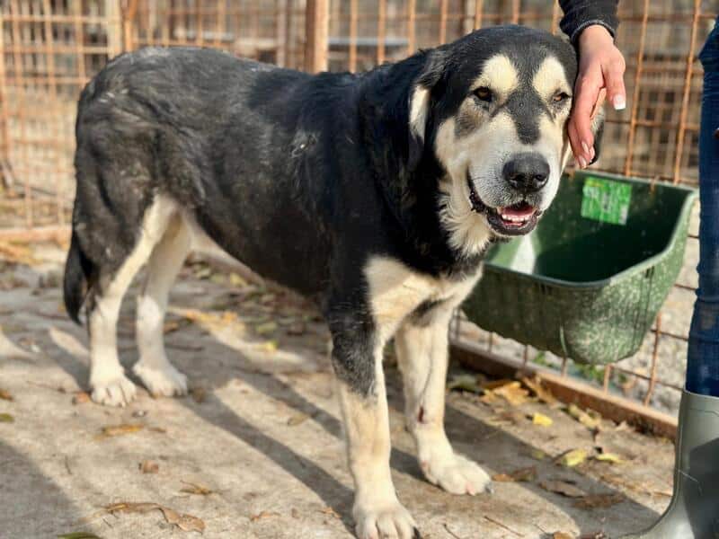 ERNESTO (♂) – Bild 8