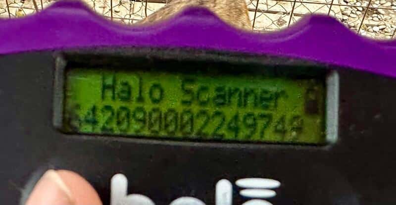 MINK (♂) – Bild 6