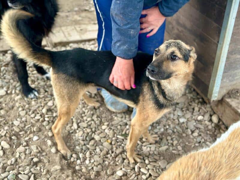 MINK (♂) – Bild 3