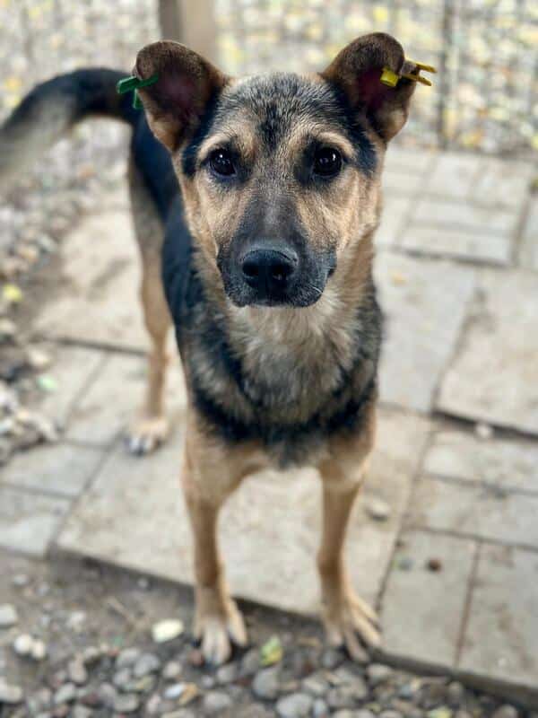 MINK (♂) – Bild 5