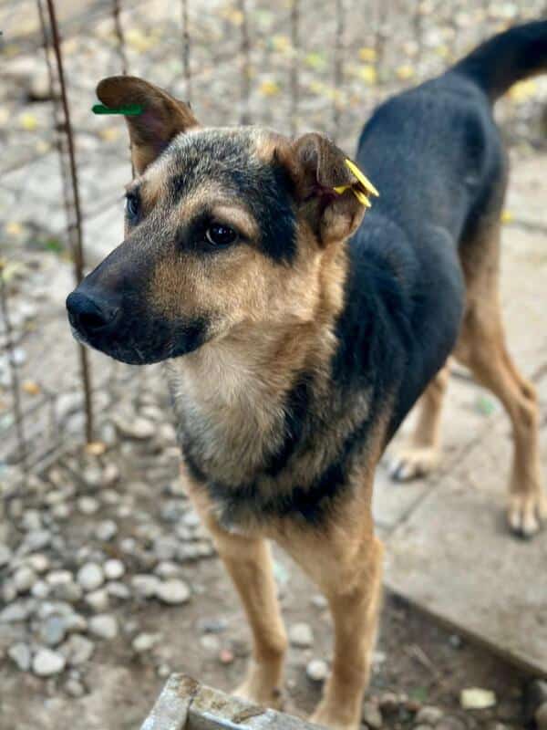 MINK (♂) – Bild 4