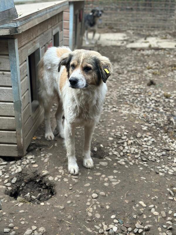 R2EPLK43 (♂) – Bild 2