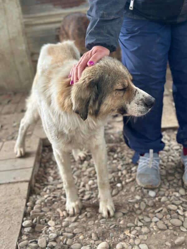 R2EPLK43 (♂) – Bild 3