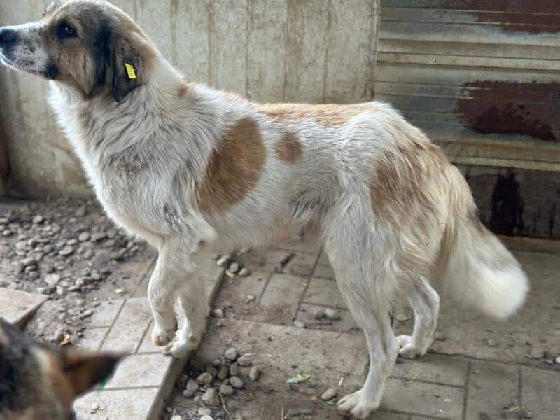 R2EPLK43 (♂) – Bild 4