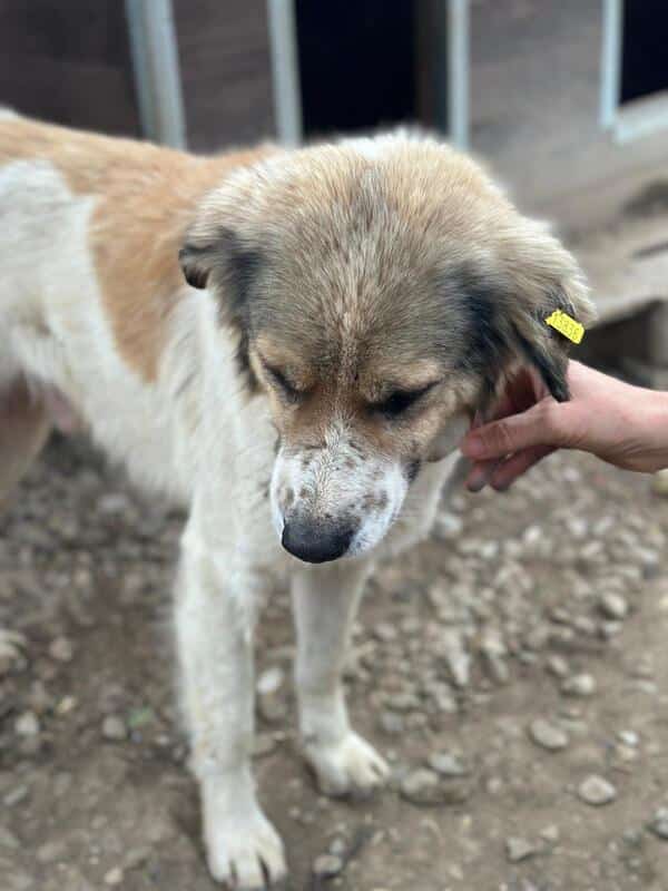 R2EPLK43 (♂) – Bild 5