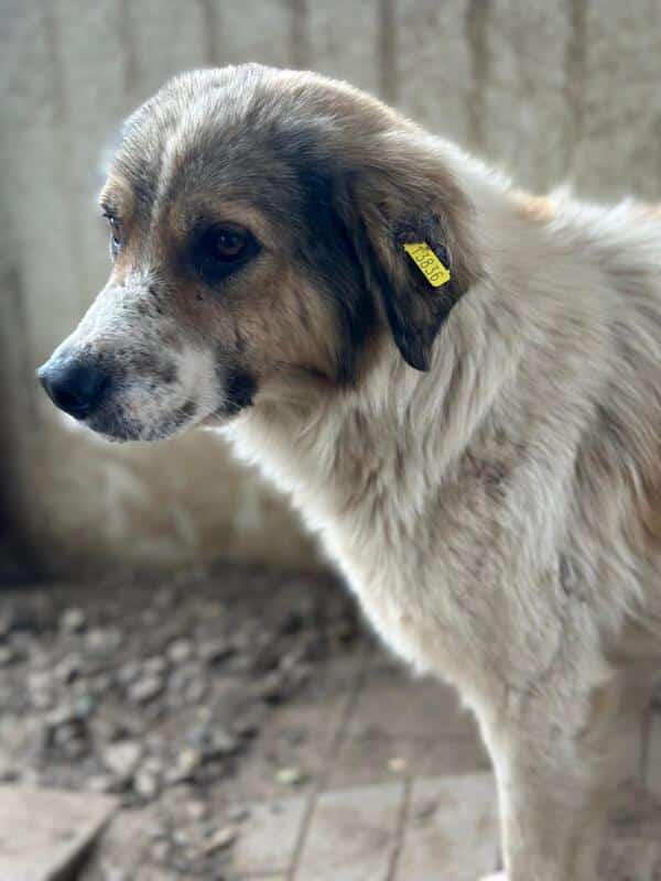 R2EPLK43 (♂) – Bild 6