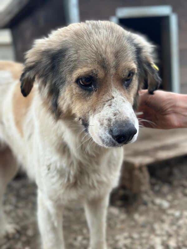 R2EPLK43 (♂) – Bild 7