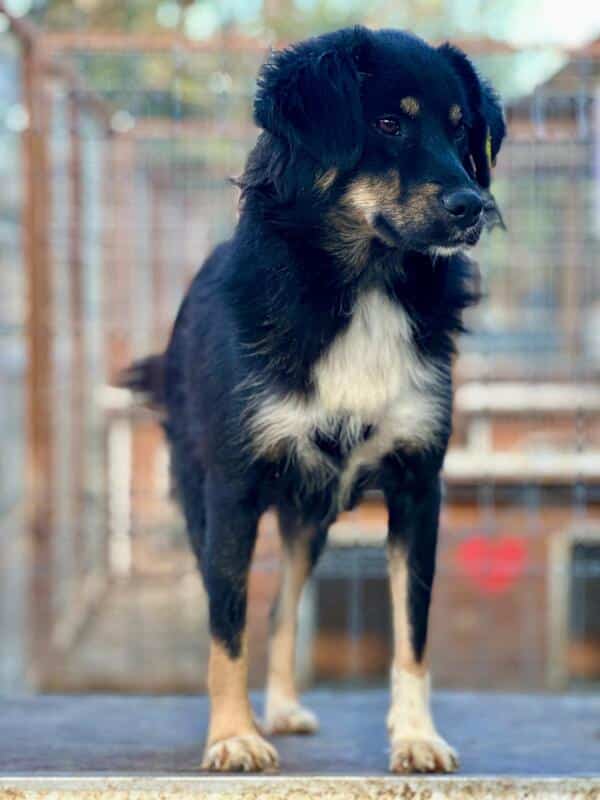 H1EPLK451 (♀) – Bild 3