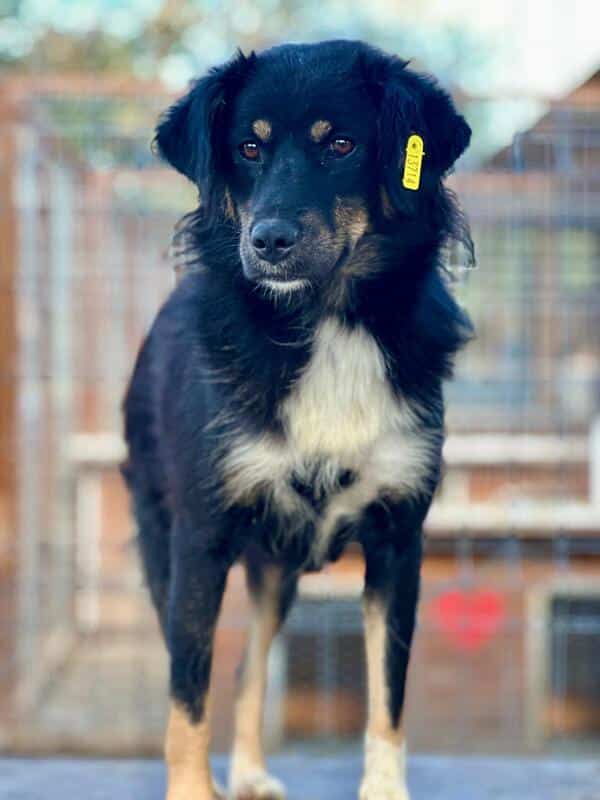 H1EPLK451 (♀) – Bild 4