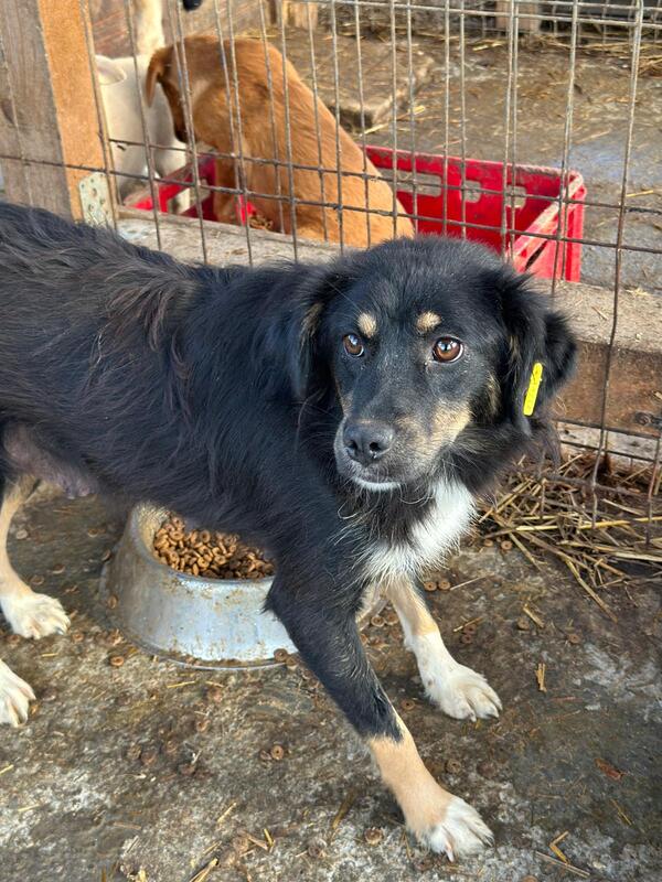 H1EPLK451 (♀) – Bild 5