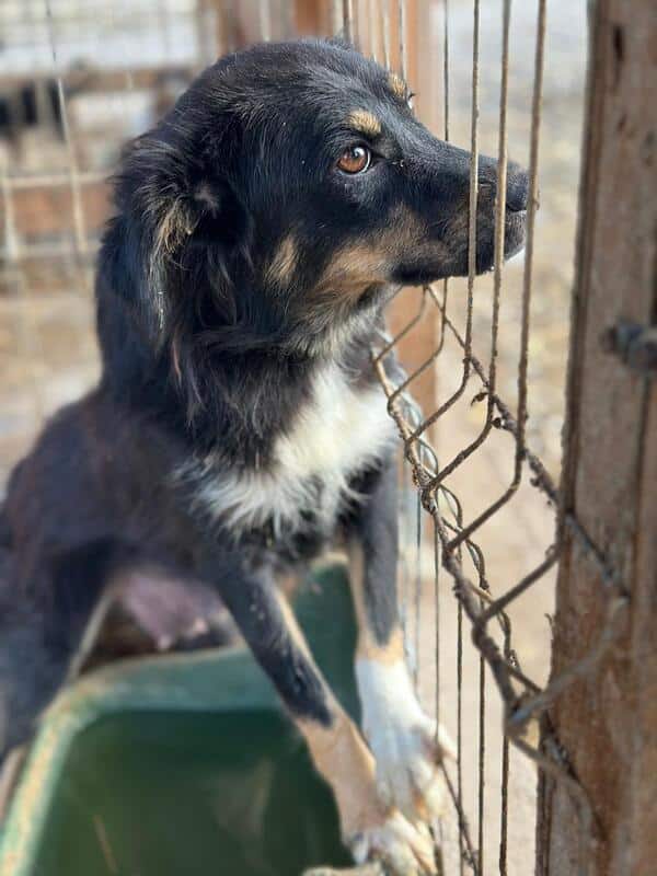 H1EPLK451 (♀) – Bild 6