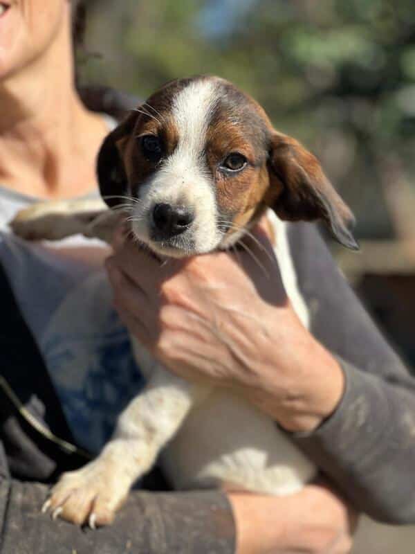 H2EPLK449 (♀) – Bild 2