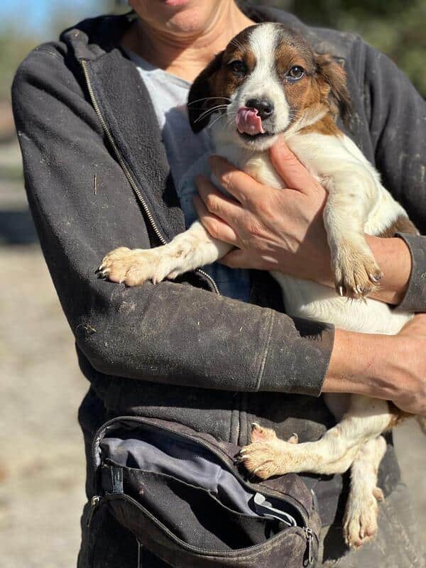 H2EPLK449 (♀) – Bild 4