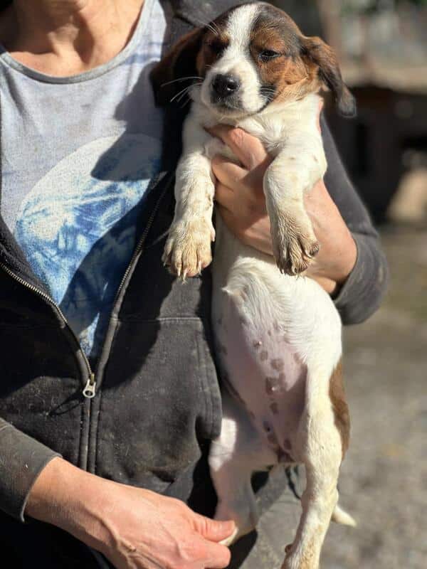 H2EPLK449 (♀) – Bild 5