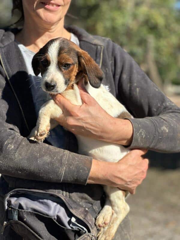 H2EPLK449 (♀) – Bild 6