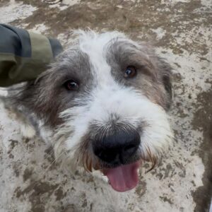 KUMBER (♂) - Notfall - hat epileptische Anfälle (12/25)