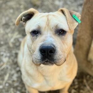 ALESSIO (♂) - Staff-Mix - Vermittlung nur nach Österreich möglich