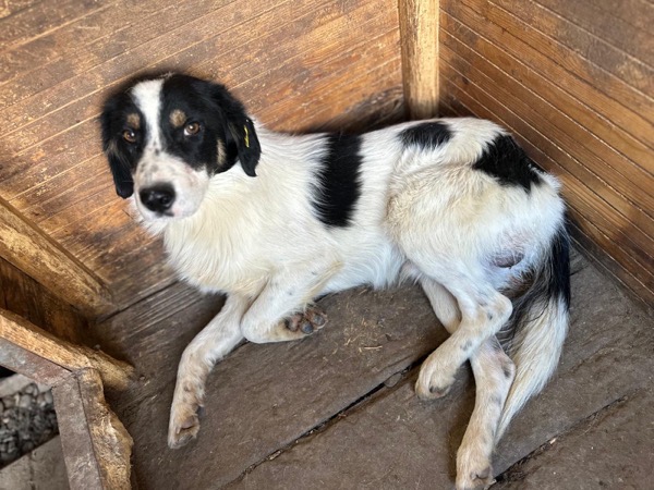 CADEAU (♂) – Bild 2