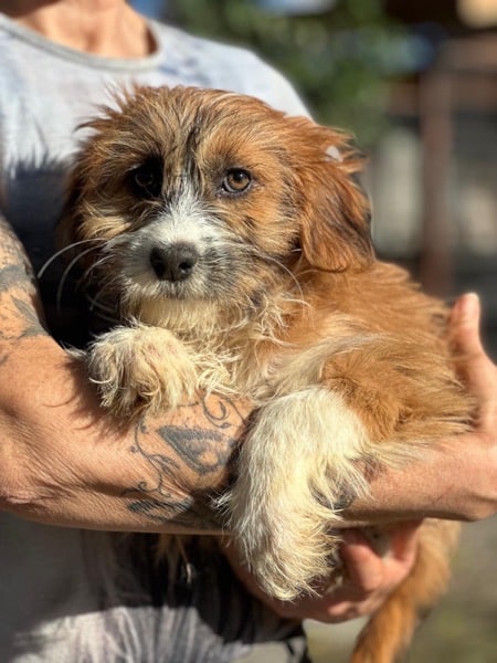 H2SKGY (♀) – Bild 4