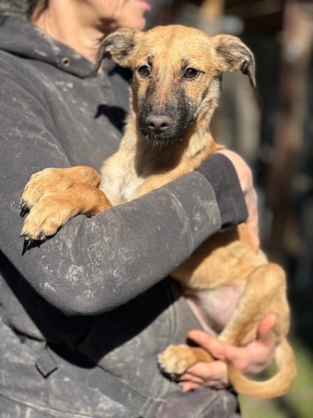 H8CCM4 (♀) – Bild 2