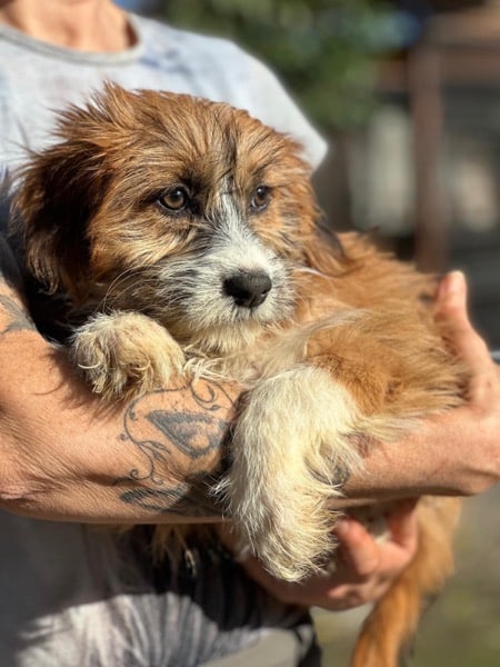 H2SKGY (♀) – Bild 3