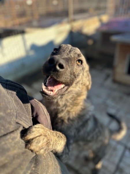 PHÖNIX (♂) – Bild 3