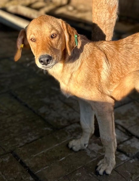 RUBIA (♀) – Bild 3