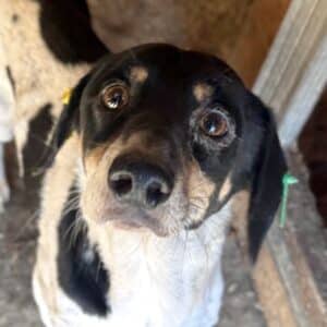 JEREMY (♂) - Notfall - Mobbingopfer, viel zu dünn! (11/25)