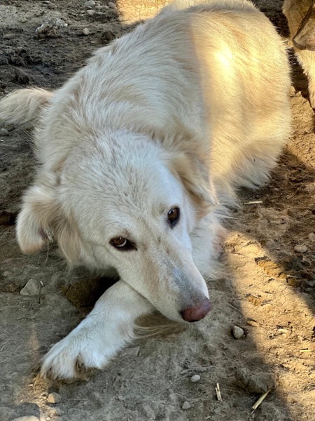 HEIDI (♀) – Bild 4