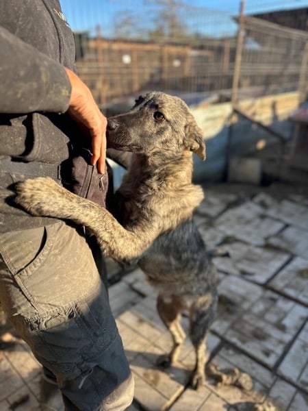 PHÖNIX (♂) – Bild 2